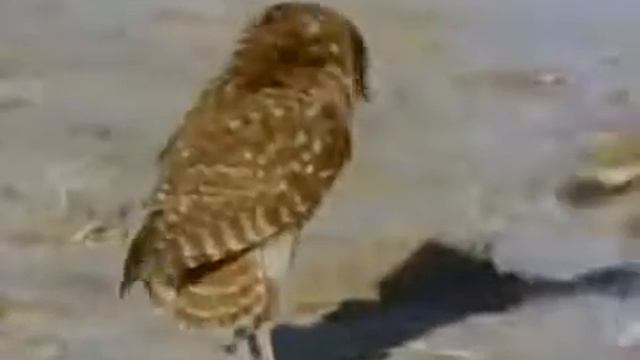 Спаривания животных ВАМ ПОНРАВИТСЯ!