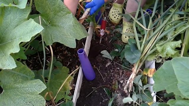 Чеснок урожай,уплотненные посадки.Маленький огород. смотреть онлайн