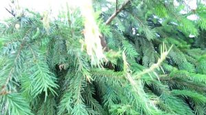 Не пропустите вредителей хвойников. Опасный пилильщик | Про Сад с Любовью