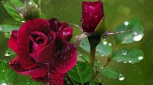 Футаж. Цветы под дождём 19