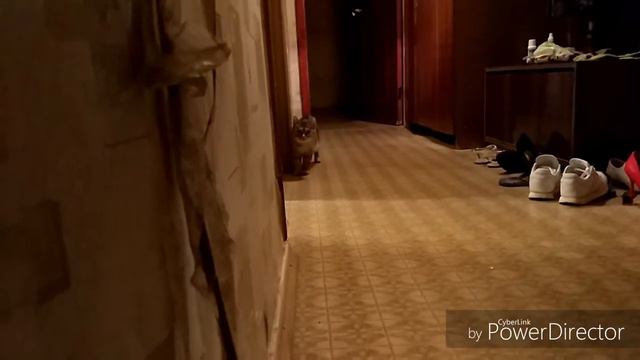 Смешные коты видео смотреть онлайн