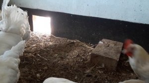 ???САМАЯ ЛУЧШАЯ ПОРОДА КУР???