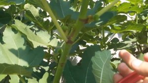 Как получить хороший урожай инжира - уход за инжиром .
