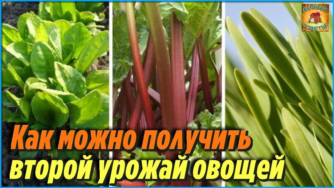 Оказывается, вот какие овощи можно получить повторно, всего лишь высадив их в июле смотреть онлайн