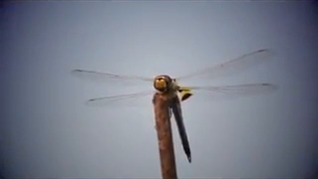 My coolpix Video test смотреть онлайн