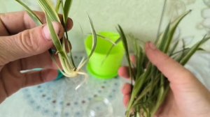 Хлорофитум хохлатый. Укореняю, сажаю.