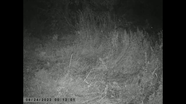 Лоси (самка и взрослый самец) в Терешкинском лесничестве смотреть онлайн