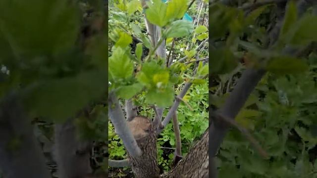 Прививка груши на боярышника зацвела на третий год. смотреть онлайн