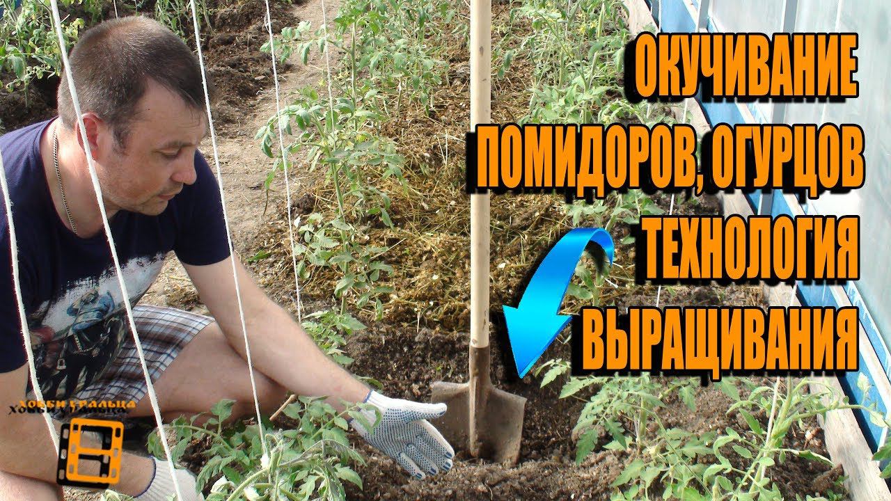 ОКУЧИВАНИЕ ПОМИДОРОВ (ОГУРЦОВ). МУЛЬЧИРОВАНИЕ. ТЕХНОЛОГИЯ ВЫРАЩИВАНИЯ ОГУРЦОВ И ПОМИДОРОВ смотреть онлайн