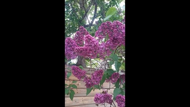 Сирень зацвела в Симферополе #Shorts смотреть онлайн