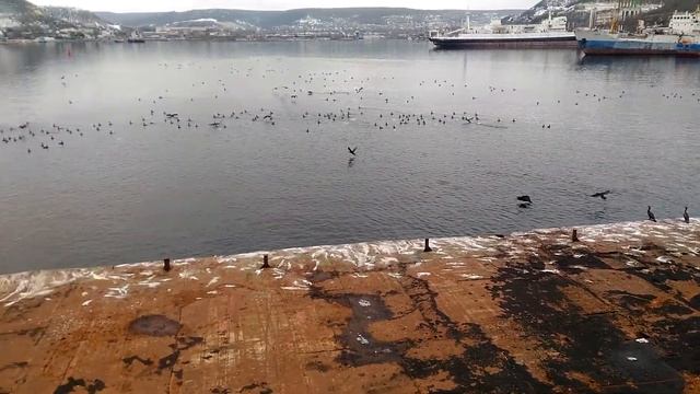 Черноморский баклан смотреть онлайн