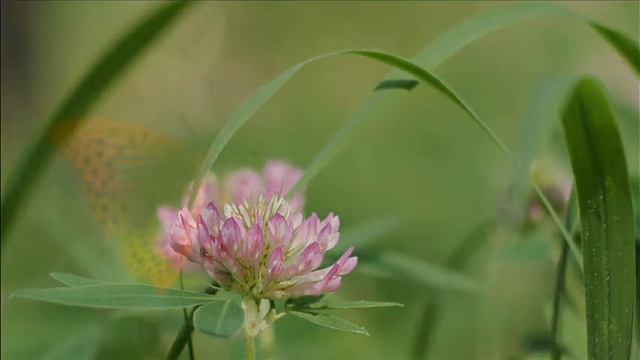 Secret Garden (Appassionata)