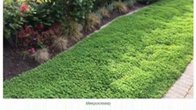 Клеверный газон. Плюсы и минусы. смотреть онлайн