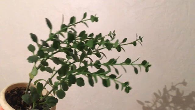 Цветок, с которым не могу найти общий язык смотреть онлайн