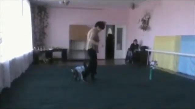 цвергшнауцер Ларс-соревнования по кинологическому фристайлу смотреть онлайн