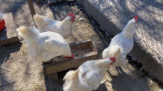 Правильное Хозяйство//Купить инкубационное яйцо Украина смотреть онлайн