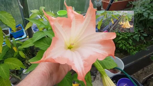 БРУГМАНСИЯ (Труба Ангела или Трампет) растут в Подмосковье прекрасно ! ТопСад смотреть онлайн