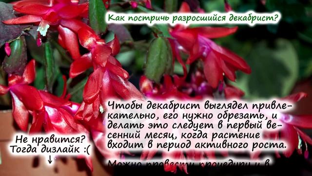 Декабрист – частые вопросы при выращивании (не цветёт, не растёт, сбрасывает бутоны и т.д.) смотреть онлайн