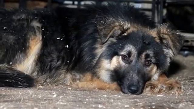 Homeless animals that need support and help (Almaty, Kazakhstan) смотреть онлайн