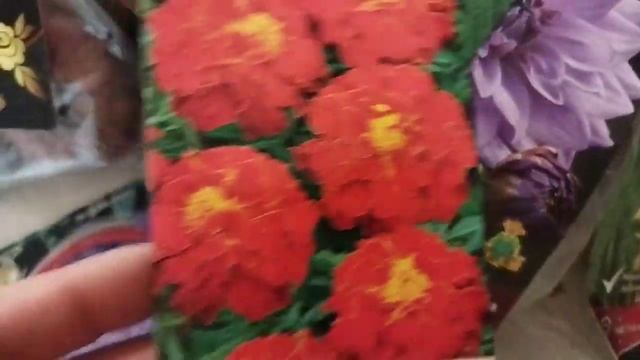 Скидки на гладиолусы и георгины в Леруа Мерлен, Ленте, покупки??? смотреть онлайн