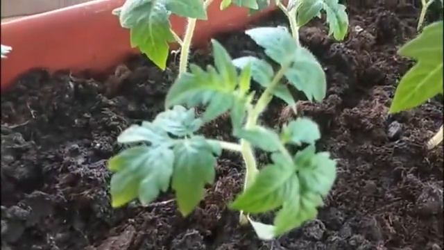 Всего за 7 дней чахлая рассада стала идеальной смотреть онлайн
