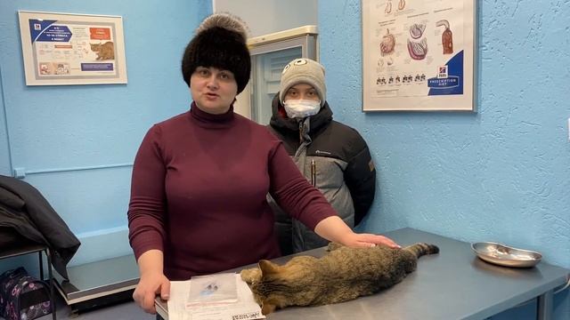 Любинкович Ирина и кот Барс. Ветклиника Сытая Морда смотреть онлайн