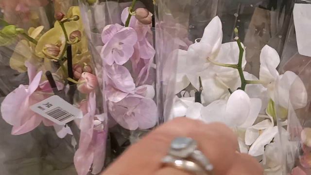 Заглянем в 2 цветочных магазина и поболтаем о насущном🤗И покажу готовый результат моей вышивки 🪡🧵 смотреть онлайн