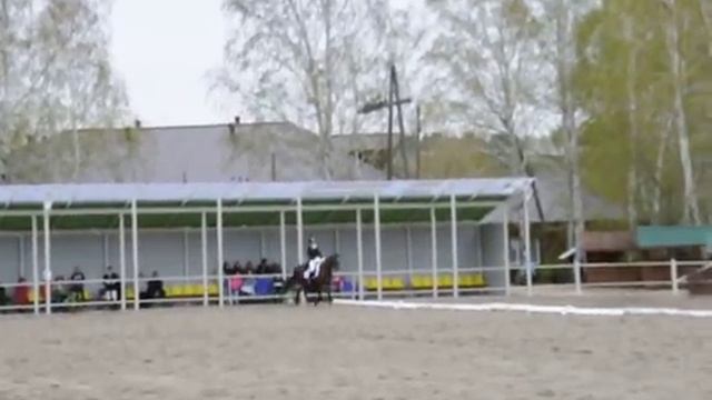 Покахонтос тракененская . Езда молодые лошади. смотреть онлайн