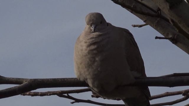 ГОРЛИЦА!!ПОЧТИ РУЧНАЯ ПТИЦА!!!Деревенский влог смотреть онлайн