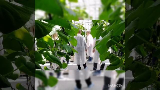 Визит генконсула Венгрии в Казани в АО Тепличное Ульяновск смотреть онлайн