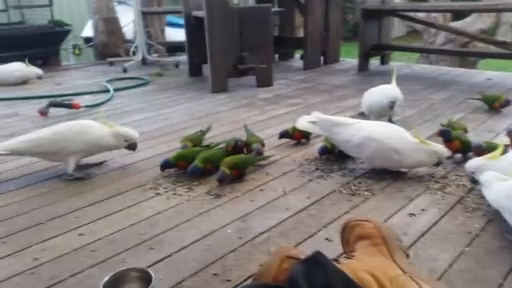 Кормление попугаев смотреть онлайн