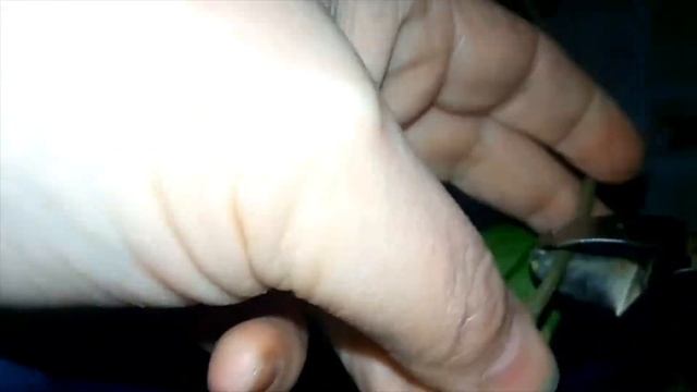 Voskovka (Hoya Australis) - Záchrana rostliny ve špatném stavu смотреть онлайн