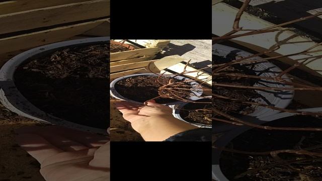 метельчатая гортензия