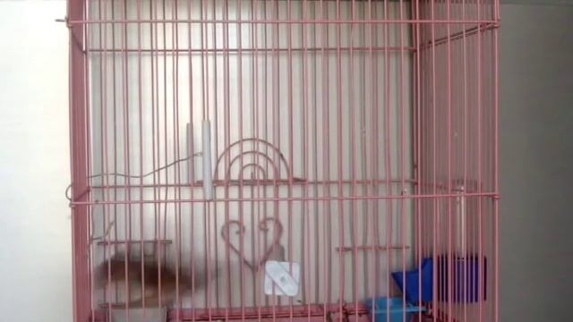 Пение гибрида щегла и канарейки смотреть онлайн
