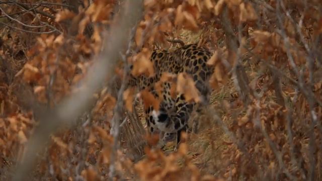 Дикая природа России Wildlife in Russia National Geographic 4K Ultra HD смотреть онлайн