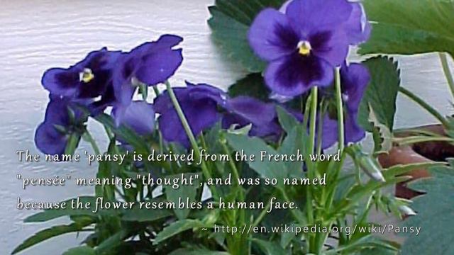 Tribute To The Pansy: The Flower With A Face