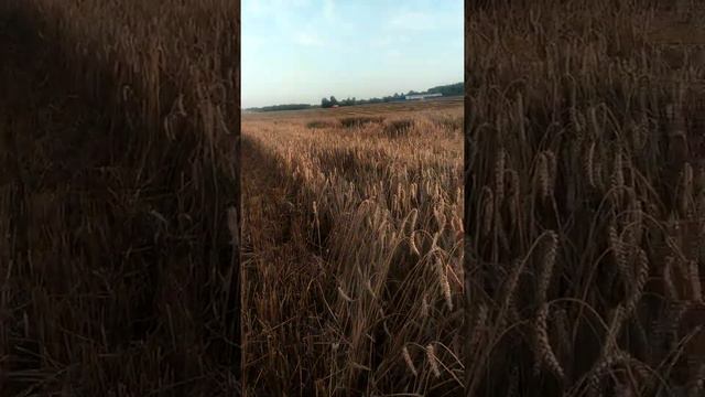 Предварительные итоги уборки, смотрим в будущее смотреть онлайн