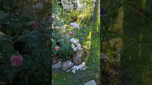 Мускусные гибриды Герман Шмидт, Гарден оф Хекс, Хевенли Пинк, Петит де терра Франш смотреть онлайн