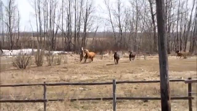 Flicka and Freya in with the herd смотреть онлайн