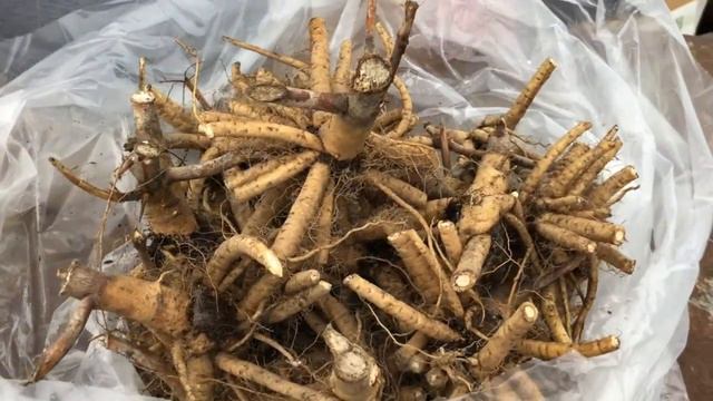 'Going Bananas' for Proven Winners Trial Plants: Part 1 of 3