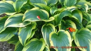 Хоста форчуна Ауреомаргината (aureomarginata) ? обзор: как сажать, рассада хосты Ауреомаргината