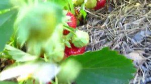 Клубника Вима Занта 2019 г. Верхозин Юрий.