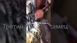 Дрозд Деряба, определение пола осенью по клоаке.