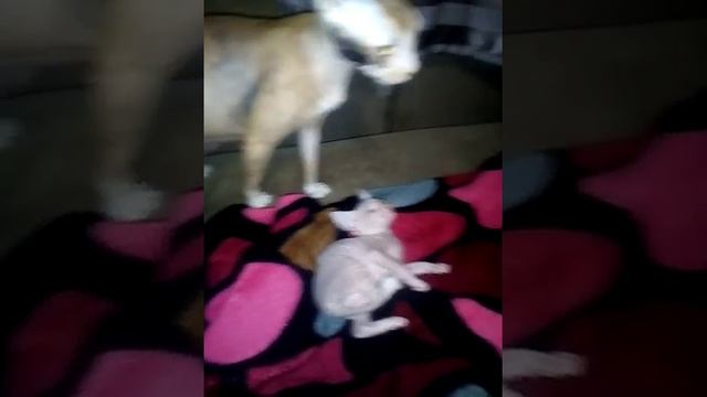 Донской Сфинкс велюр смотреть онлайн