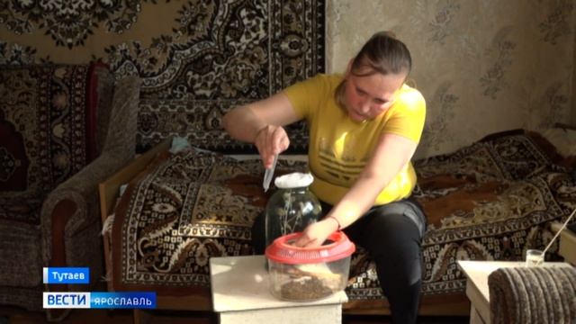 Нашествие: в Ярославской области появились богомолы смотреть онлайн