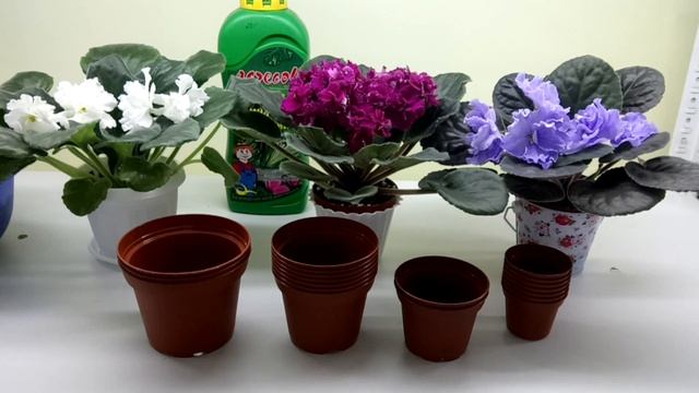 Что самое важное в уходе за фиалками? смотреть онлайн