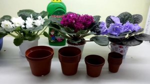 Что самое важное в уходе за фиалками?