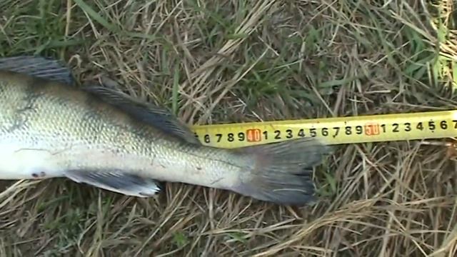 Берш 46 Sm Video Bersh