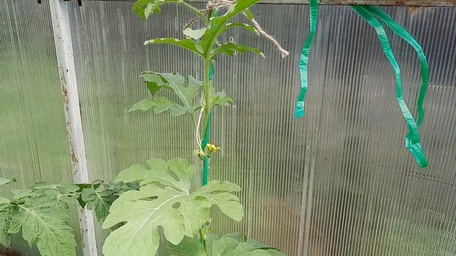 Основной уход за арбузами в теплице! Нужно знать эти тонкости и будете с арбузами. смотреть онлайн