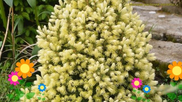 Ель канадская Коника Майголд. Краткий обзор, описание характеристик picea glauca Conica Maigold смотреть онлайн